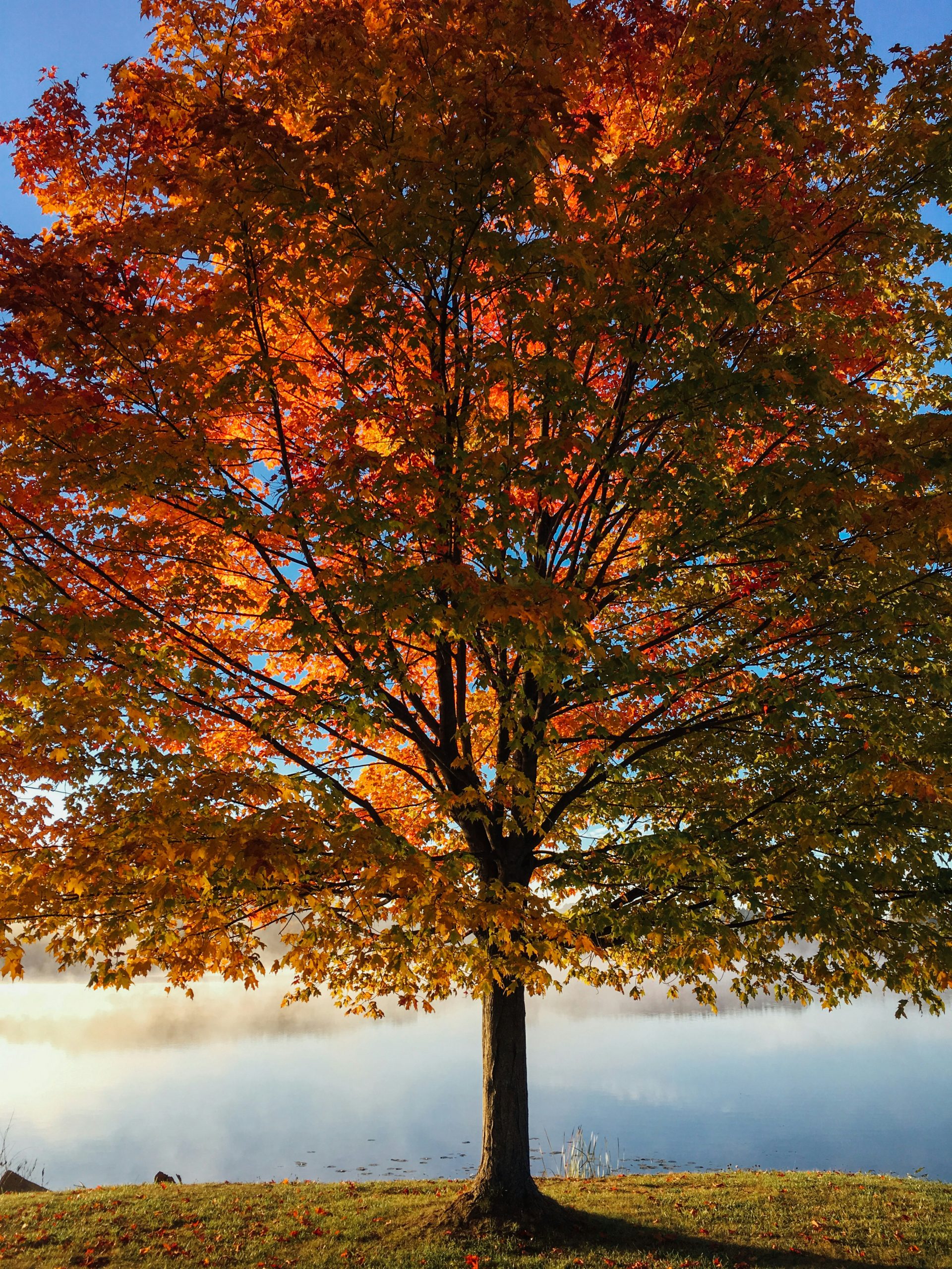 Feuillage d'automne coloré dans les Vosges, symbole du souvenir - Services Funéraires Claudepierre à Orbey