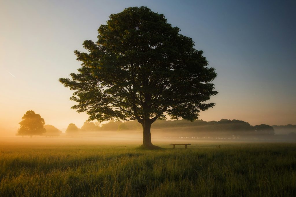 Arbre en silhouette au lever du jour, symbole de recueillement et de mémoire